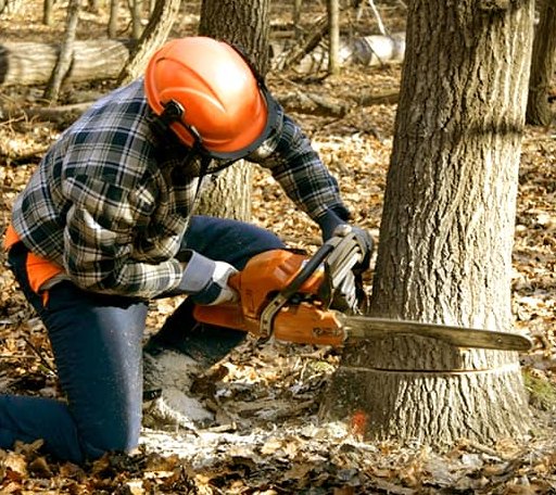 Tree Removal in Whitehouse Station, NJ